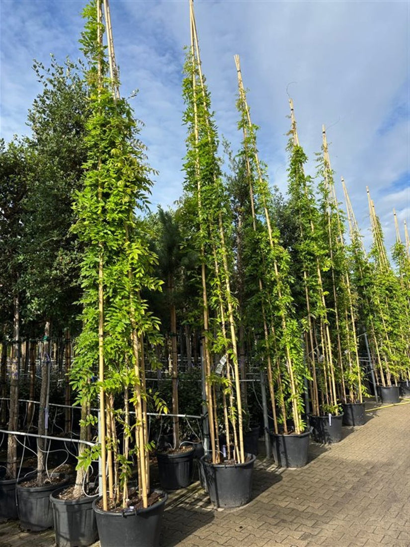 Blauweregen (Extra grote Klimplant XL) - Wisteria brach. 'Shiro-Kapitan'