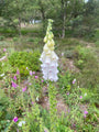 Biologisch Gewoon vingerhoedskruid - Digitalis purpurea 'Alba'