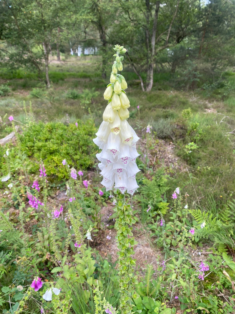 Gewoon vingerhoedskruid - Digitalis purpurea 'Alba'