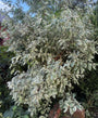 Kornoelje 'Wit bont blad' - Cornus alba 'Elegantissima'