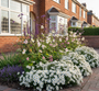 aster schneekissen combinatie met Herfstanemoon 'Anemone'

Zilverkaars 'Cimicifuga'

Leliegras 'Liriope'

IJzerhard 'Verbena' in voortuin border