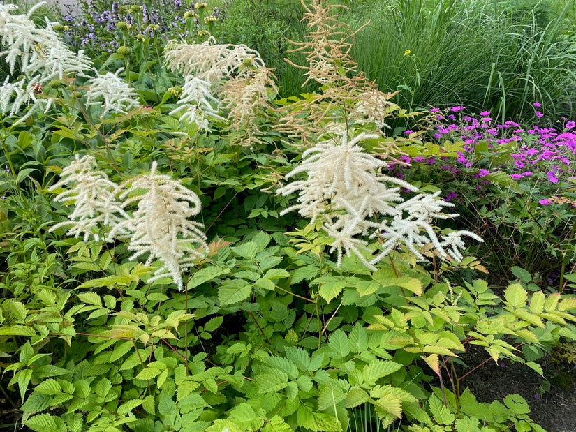 Pluimspirea (Wit) - Astilbe 'Deutschland' TIP