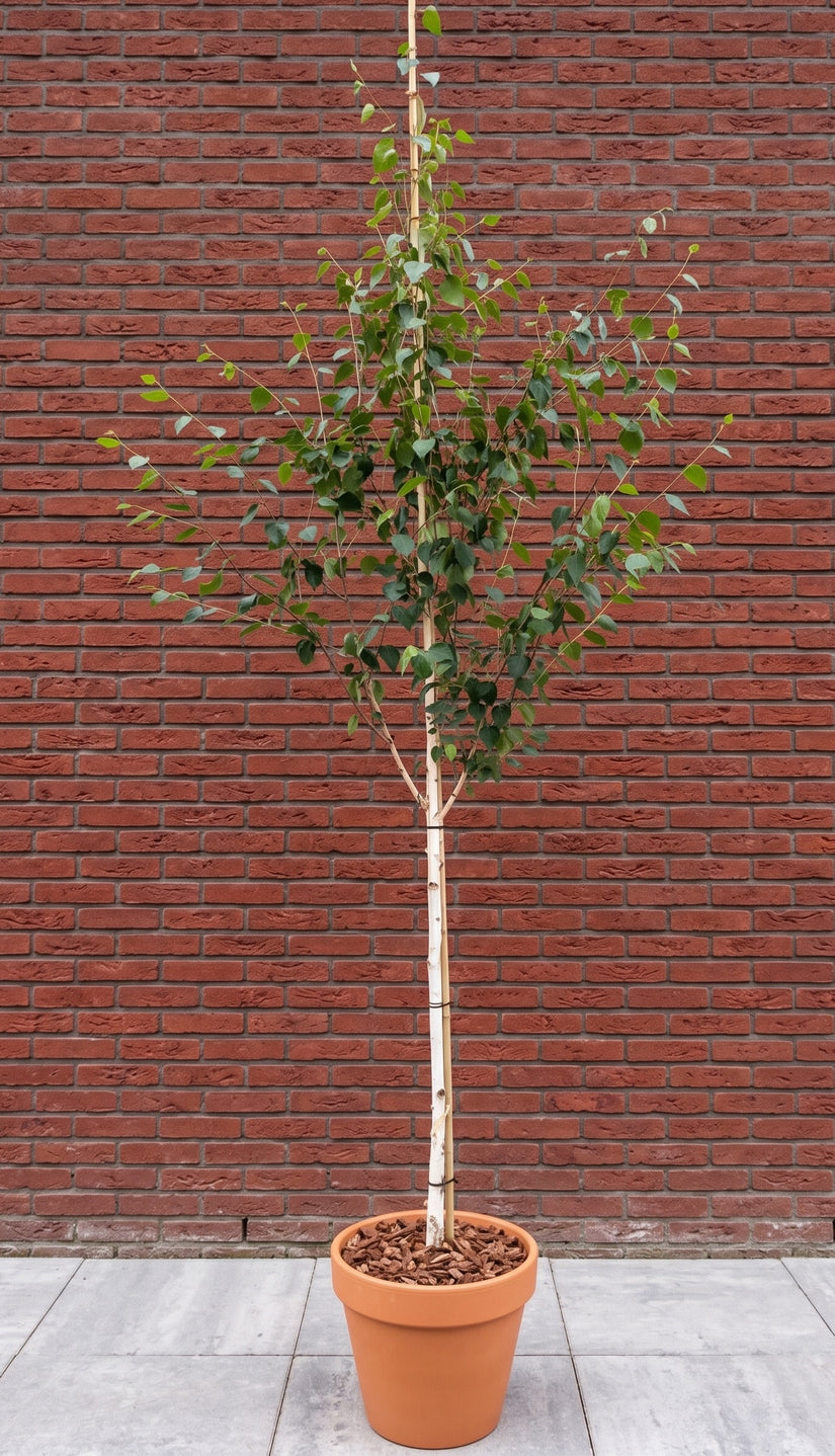Witte Himalaya berk op hoge stam - Betula utilis jacquemontii - Hoogstam boom