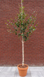 Witte Himalaya berk op hoge stam - Betula utilis jacquemontii - Hoogstam boom