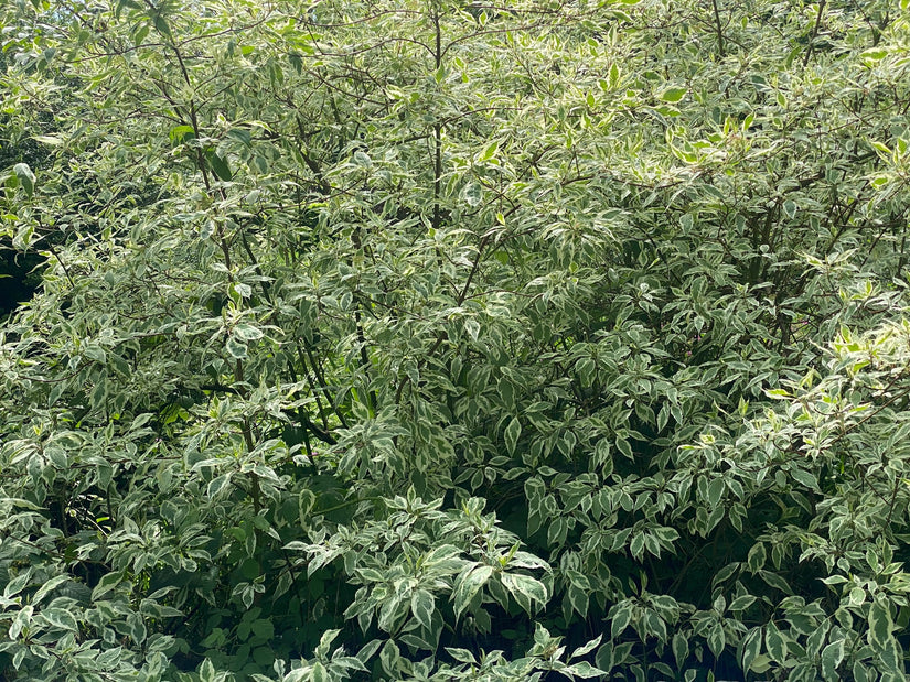 Bonte Kornoelje - Cornus Alternifolia