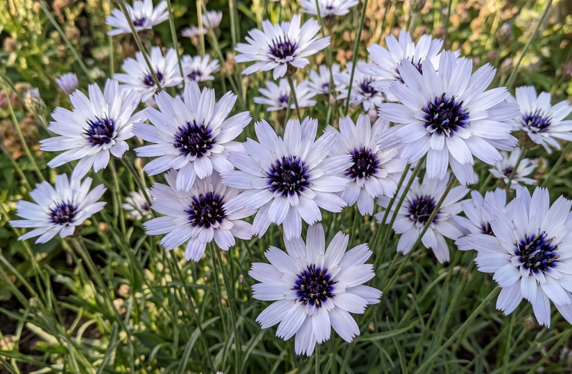 Witte strobloem - Catananche caerulea 'Alba'