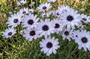 Witte strobloem - Catananche caerulea 'Alba'