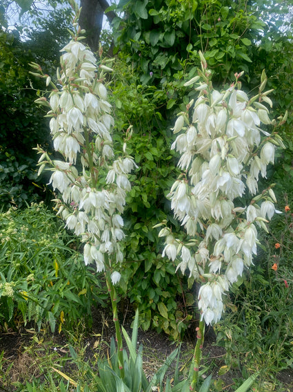 Palmlelie - Yucca gloriosa