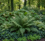 Zachte naaldvaren - Polystichum setiferum 'Dahlem' (Wintergroene varen)