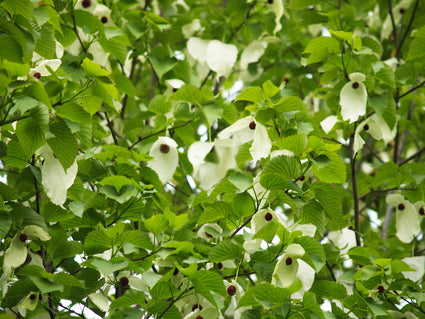 Vaantjesboom - Davidia involucrata - Zuilvormige Boom (Zakdoekenboom)