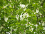 Vaantjesboom - Davidia involucrata - Zuilvormige Boom