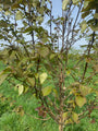 Vaantjesboom - Davidia involucrata - Zuilvormige Boom