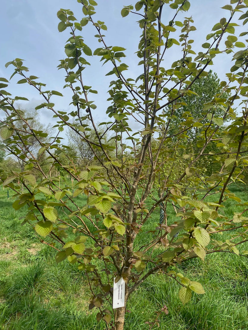 Vaantjesboom - Davidia involucrata - Zuilvormige Boom