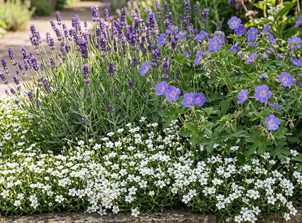 Zandmuur - Arenaria montana
