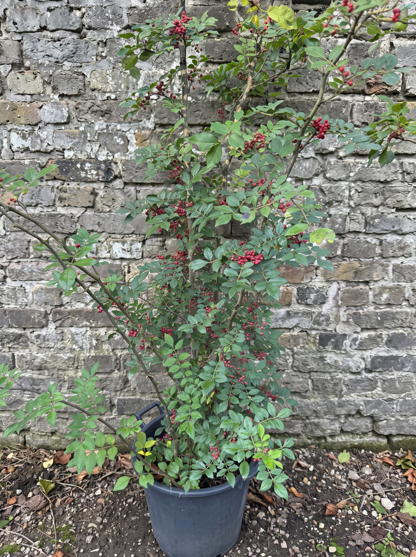 Peperboom - Zanthoxylum americanum
