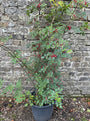 Peperboom - Zanthoxylum americanum