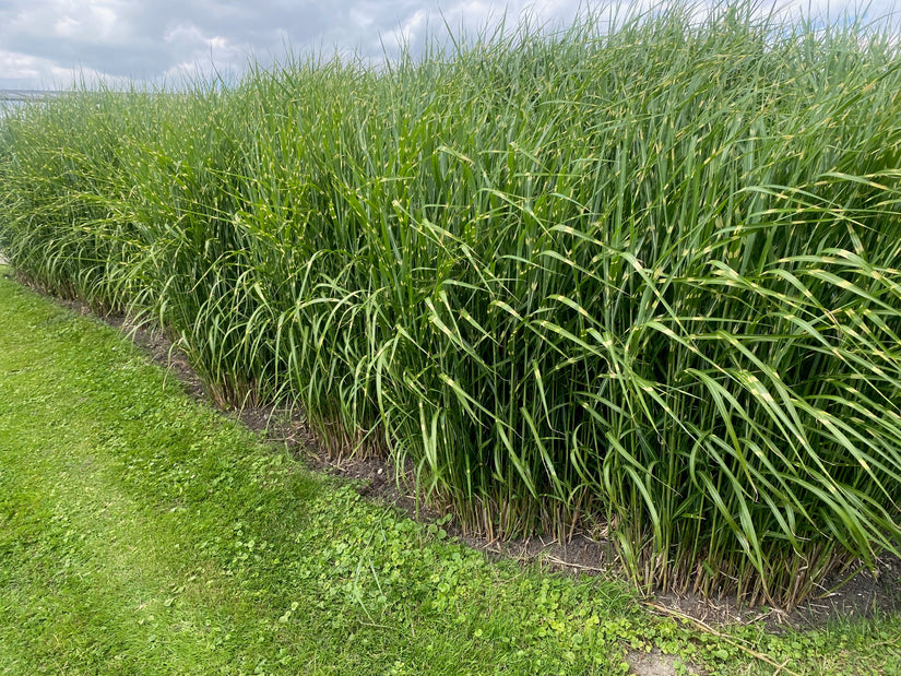 Prachtriet - Miscanthus sinensis 'Zebrinus' (Zebragras)