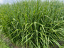 Prachtriet - Miscanthus sinensis 'Zebrinus' (Zebragras)