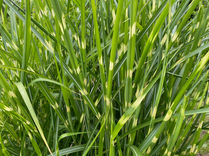 Prachtriet - Miscanthus sinensis 'Strictus' (Zebragras)