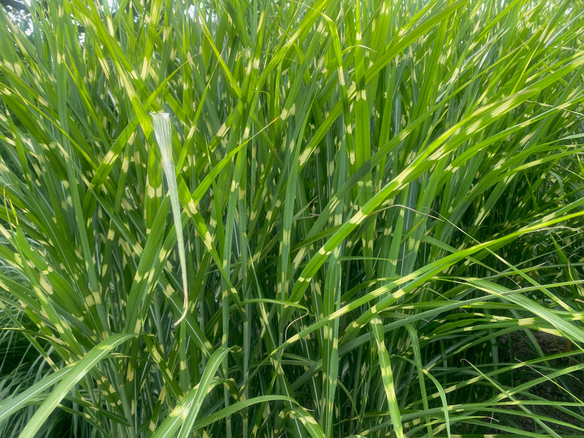 Prachtriet - Miscanthus sinensis 'Zebrinus' (Zebragras)