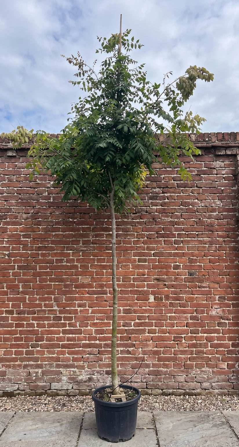 Gele Zeepboom (Hoogstam) - Koelreuteria Paniculata (Lampionboom)