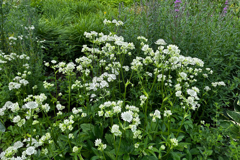 Zeeuws knoopje (Wit) - Astrantia major 'Shaggy'
