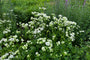 Zeeuws knoopje (Wit) - Astrantia major 'Shaggy'