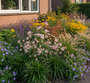 zegge carex irish green met  
Zeeuws knoopje 'Astrantia'

Kattenkruid 'Nepeta'

Duizendblad 'Achillea'

Ooievaarsbek 'tuingeraniums'

Lampenpoetsersgras 'Pennisetum' 