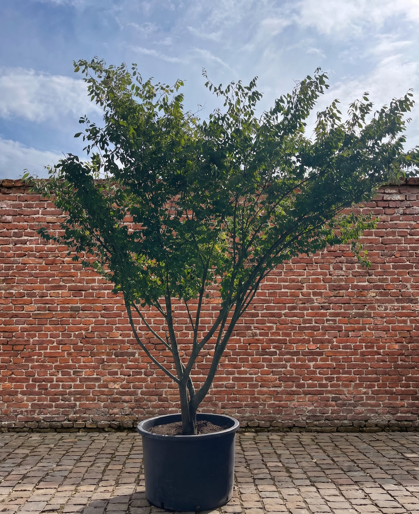 Japanse schijniep - Zelkova serrata