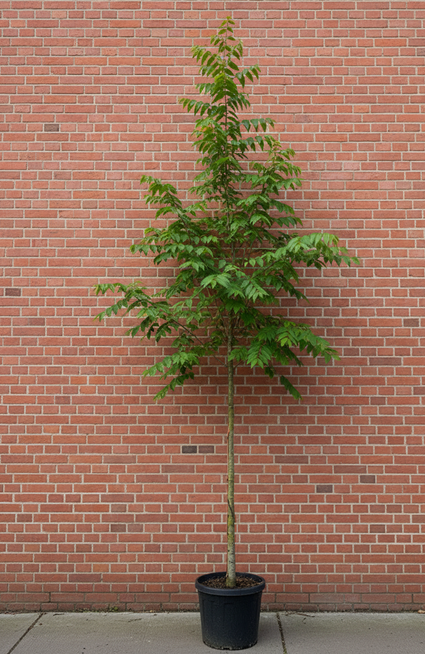 Japanse schijniep Hoogstam - Zelkova serrata