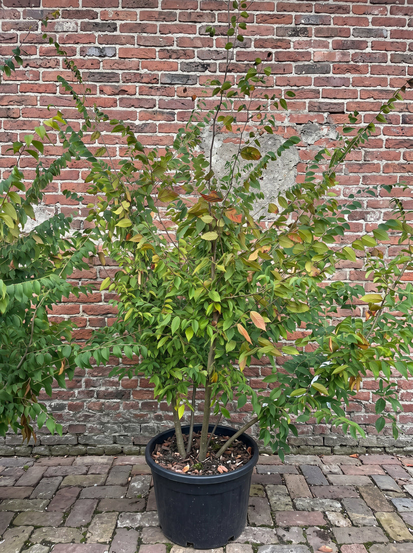 Japanse schijniep (Meerstammig) - Zelkova serrata