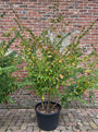 Japanse schijniep (Meerstammig) - Zelkova serrata