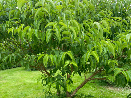 Zevenzonenboom - Heptacodium miconioides