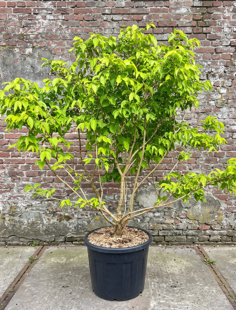 Zevenzonenboom (Meerstammig) - Heptacodium miconioides
