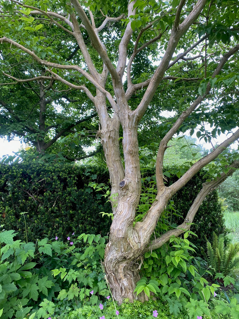 Zevenzonenboom - Heptacodium miconioides