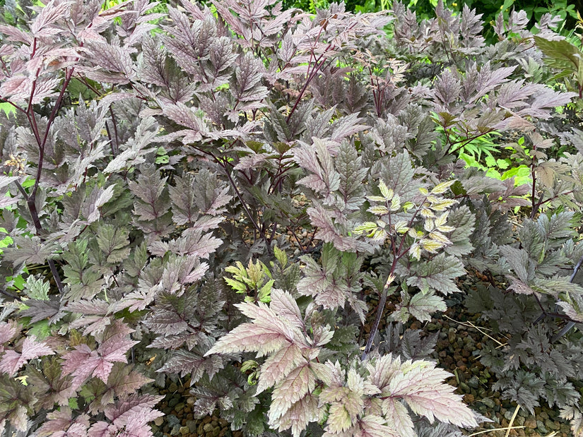 Zilverkaars - Actaea/Cimicifuga simplex 'Pink Spike'