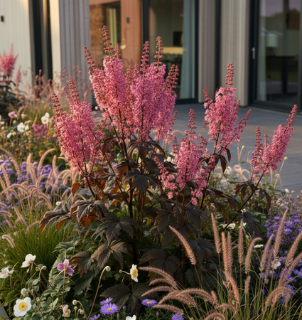 Zilverkaars (Roze) - Actaea/Cimicifuga simplex 'Pink Spike'