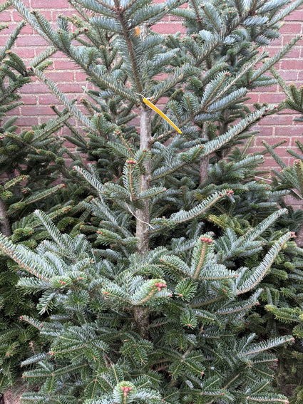 Echte kerstboom - Koreaanse zilverspar - Abies koreana met kluit