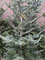 Echte kerstboom - Zilverspar - Abies Fraseri met kluit