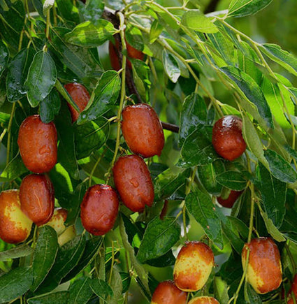 Chinese Dadelboom - Ziziphus jujuba
