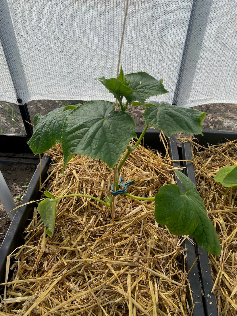 Paprika - Capsicum annuum - Zoete puntpaprika