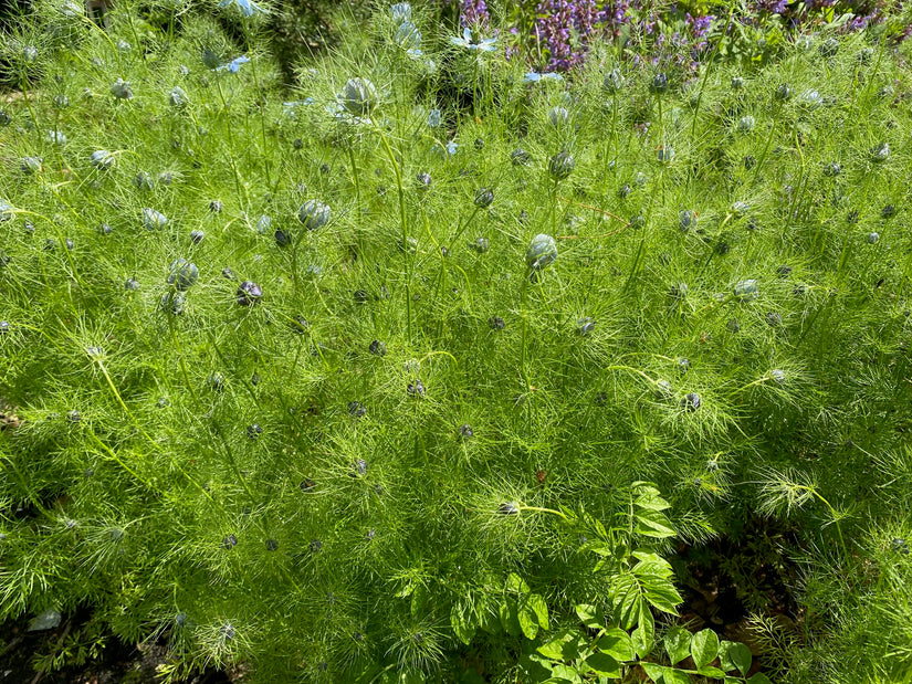 Zoethout plant - Glycyrrhiza glabra