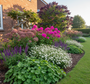 Sfeerimpressie - Kalimeris incisa 'Alba' in border met Salie 'Salvia' Caradonna

Vetkruid 'Sedum' Matrona

Vlambloem 'Phlox' paars/donkerroze

Vrouwenmantel 'Alchemilla' en op achtergrond buddleja dark knight en kronkelhazelaar