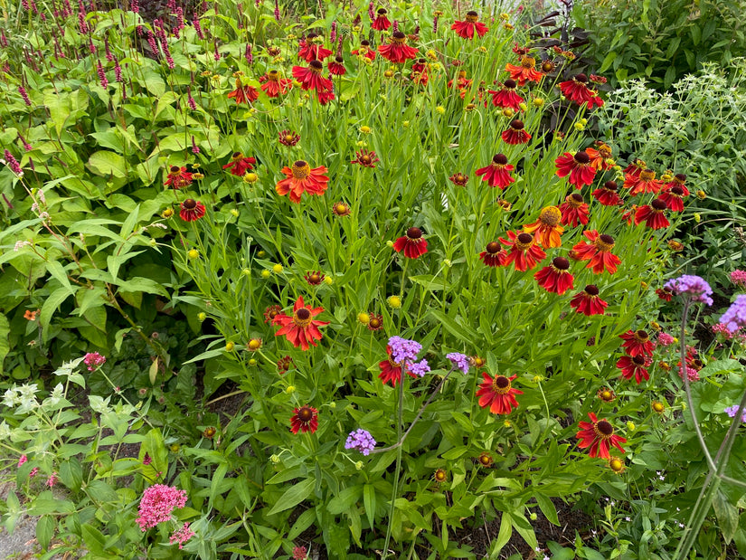 Zonnekruid - Helenium 'Rubinzwerg'