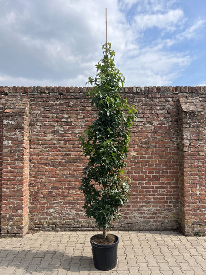 zuilamberboom in C30 pot lengte 250-300 cm