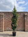 zuilamberboom in C30 pot lengte 250-300 cm