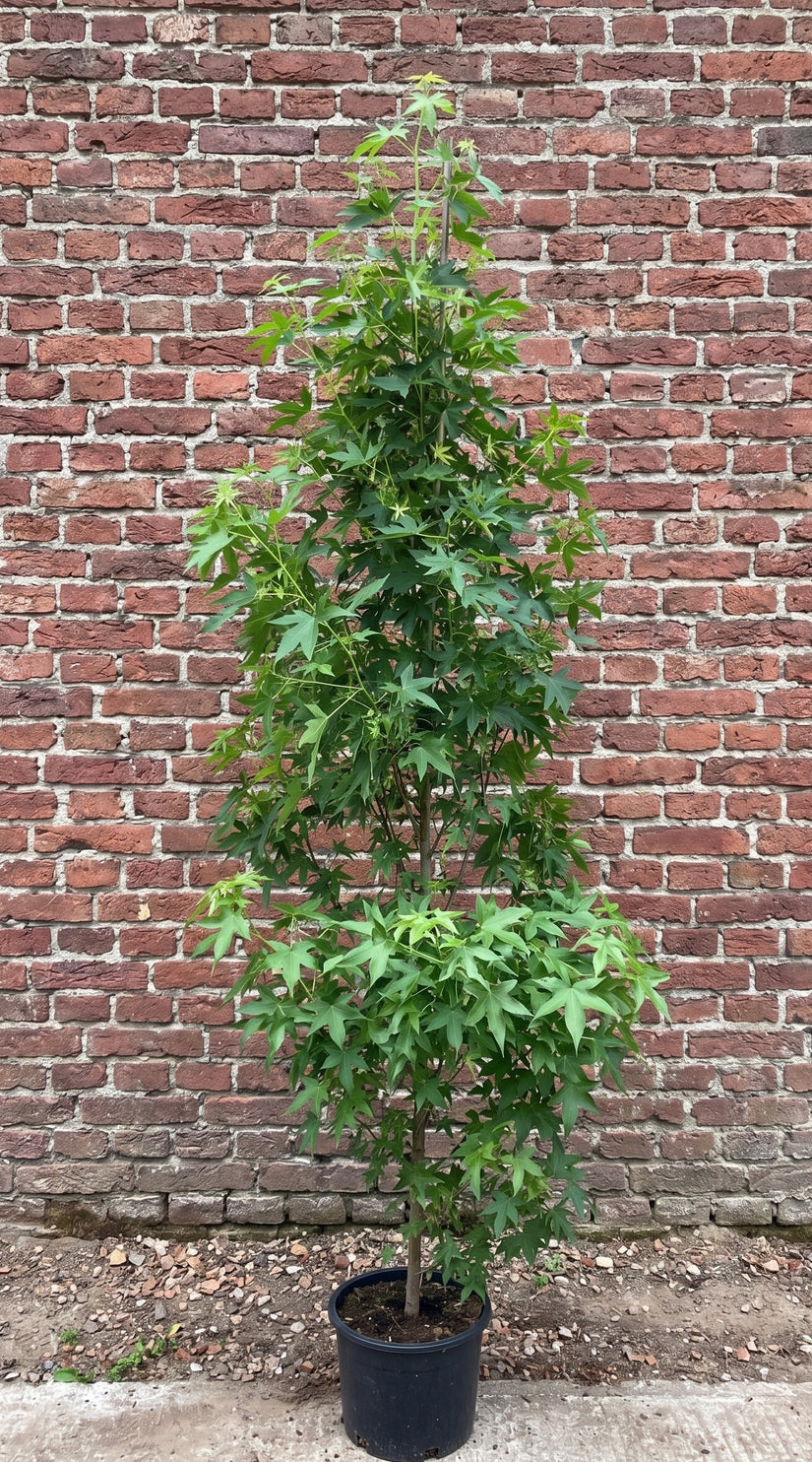 zuil amberboom worplesdon 250-300cm
