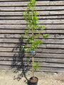 Amberboom - Liquidambar styraciflua