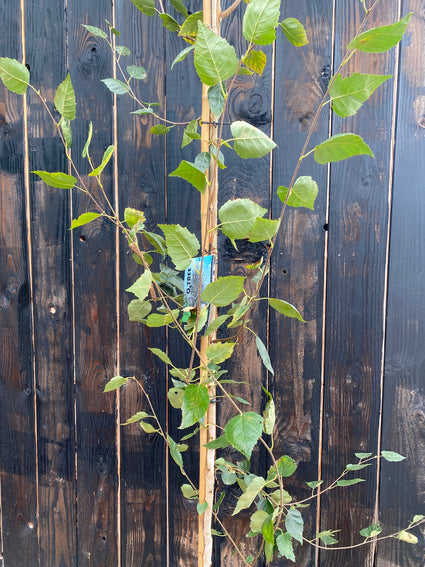 Witte Himalayaberk - Betula utilis jacquemontii zuilvormige boom