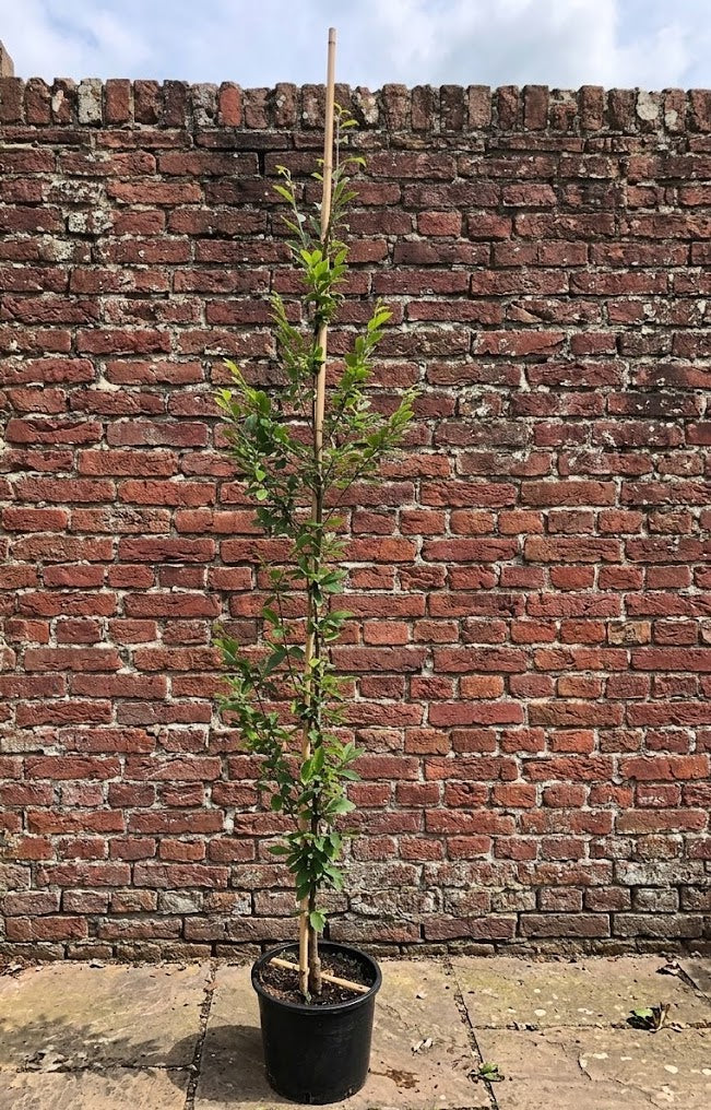 Zuilvormige Haagbeuk (Bladverliezend) - Carpinus betulus